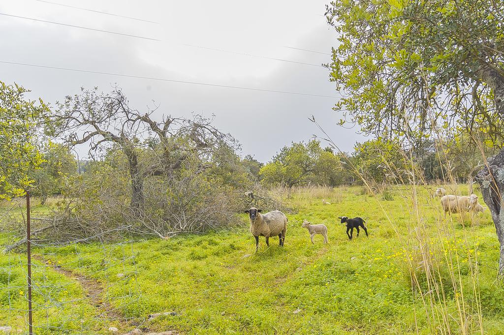 Finca Puig Santa Magdalena Buitenkant foto